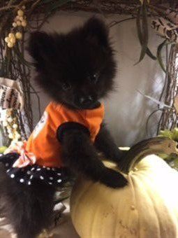 canine halloween pumpkin dress