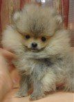 Pomeranian small black nose