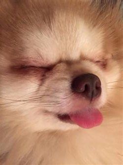 Pomeranian purple nose beaver color