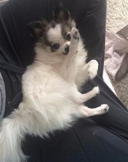 white and black parti pomeranian, extreme parti
