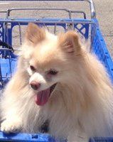 light beaver nose on Pomeranian 12 yr old