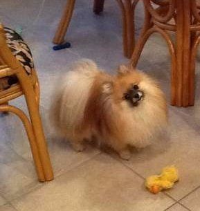 male Pomeranian