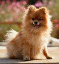 pet quality Pomeranian