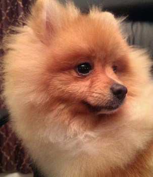 9 years old female Pomeranian