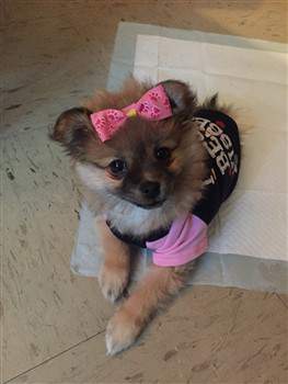 female Pom puppy