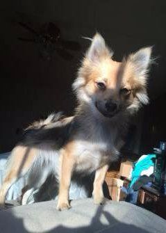 female Pomeranian dog