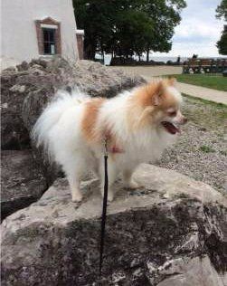 female Pomeranian one year old