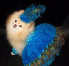 female Pomeranian dog