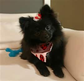 female Pomeranian on sofa