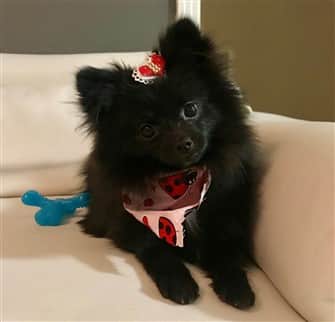 female Pomeranian on sofa