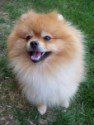 Pomeranian with fluffy coat