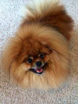 fluffy orange Pomeranian