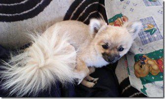 fox cut hair cut on Pomeranian