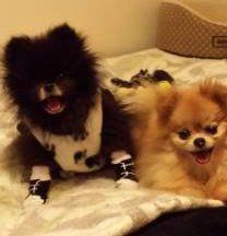 cute Pomeranian on sofa with cat