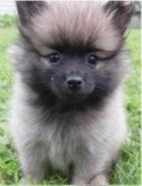 wolf sable Pomeranian pup