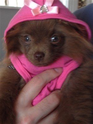 green-eyed-pomeranian 