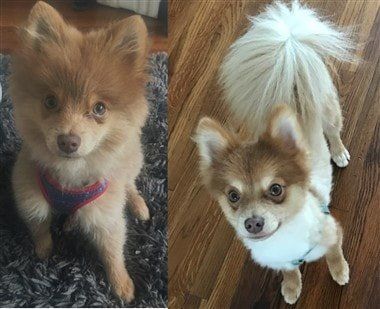 Pomeranian with hazel eyes