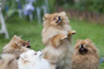 group of Pomeranians