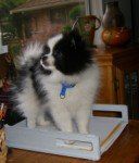 3 pound Pomeranian