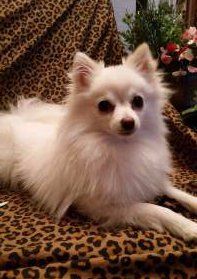 cream colored Pomeranian