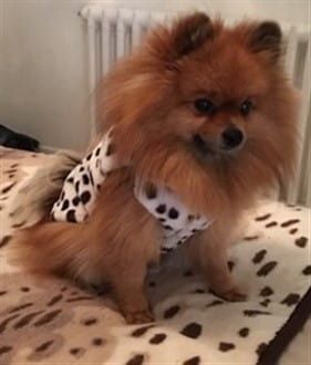 Pomeranian reindeer costume