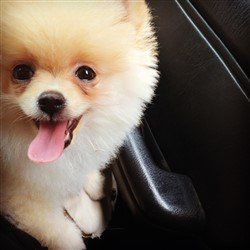 light orange and white parti Pomeranian