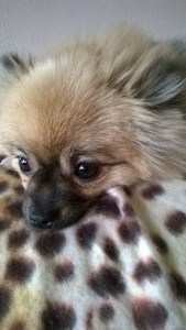1.5 year old Pomeranian female
