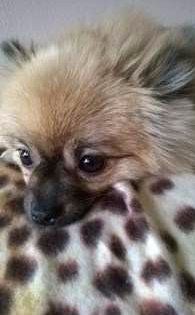 Lilly the Pomeranian