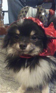 little-devil-pomeranian-costume