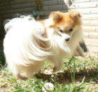 Pomeranian with long coat