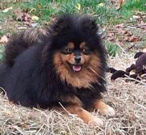 male Pom