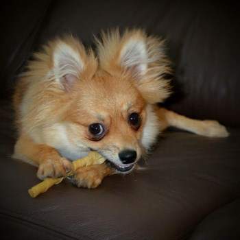 small Pomeranian white and black