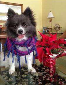 20 month old male Pomeranian