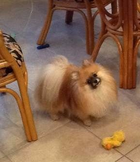 male Pomeranian