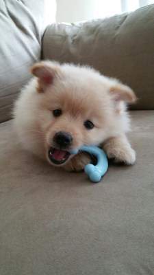white Pomeranian named Magic