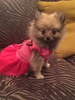 marilyn-monroe-halloween-costume-for-dog