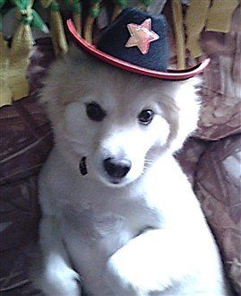 dog with marshal hat on