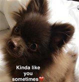 Pomeranian medium brown nose