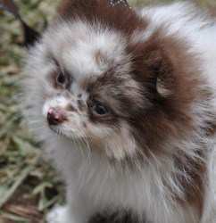 chocolate merle Pomeranian