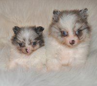 merle parti Pomeranian puppies