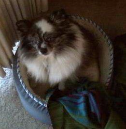 merle Pomeranian in small bed