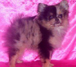 merle and tan Pomeranian