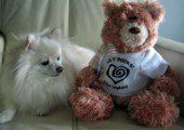 Pomeranian with teddy bear