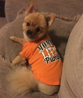 mommy-pumpkin-dog-costume