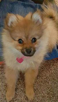 small female Pomeranian