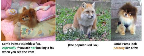 my Pomeranian looks like a fox