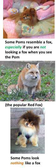 my Pomeranian looks like a fox