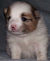 newborn Pomeranian spotted nose