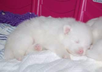 newborn baby Pomeranian