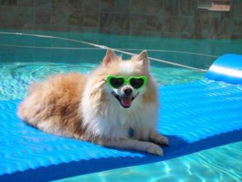 Oldest official Pomeranian sitting a raft